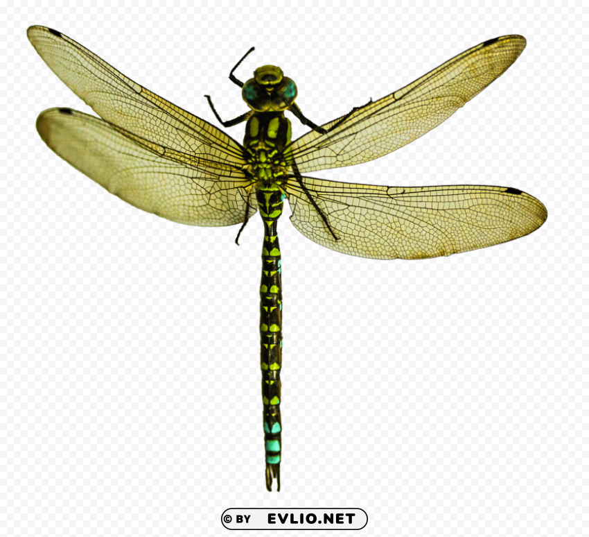 dragonfly HighResolution Isolated PNG with Transparency