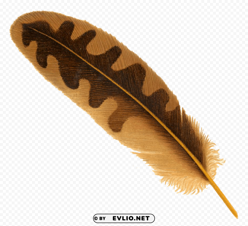 Feather PNG transparent photos massive collection