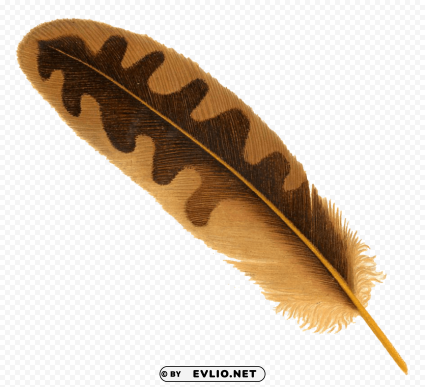 feather Transparent PNG image free