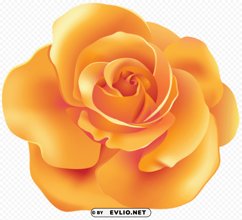 orange rose Isolated Graphic Element in HighResolution PNG