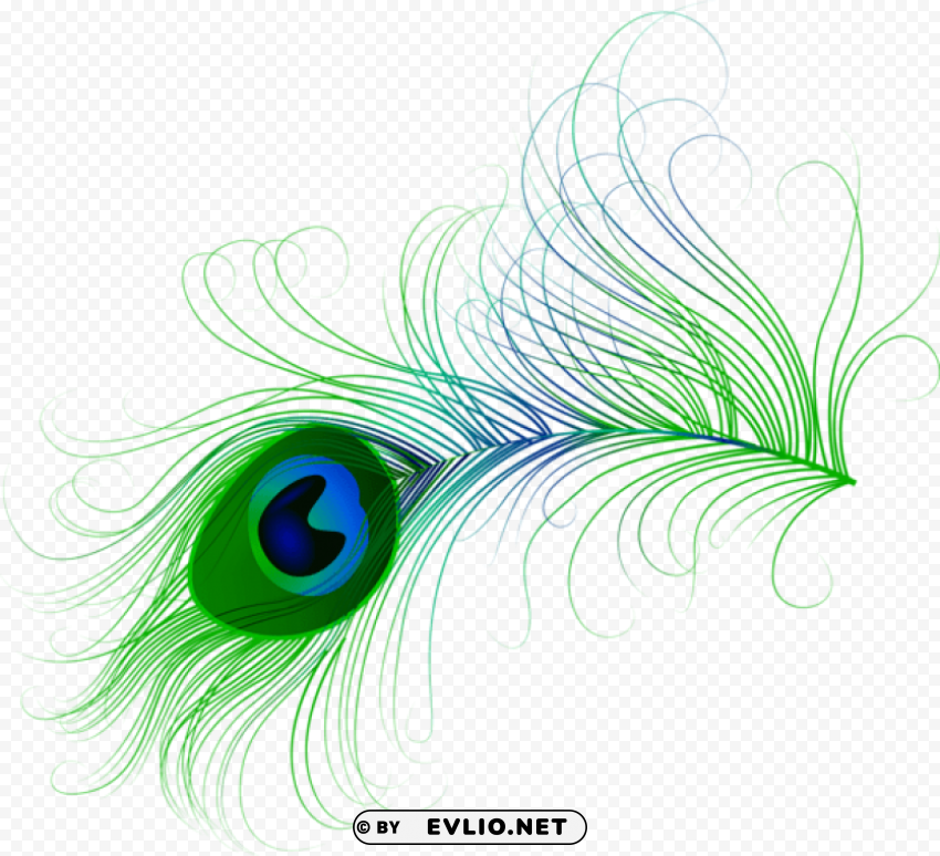 peacock feather PNG images with alpha transparency wide collection