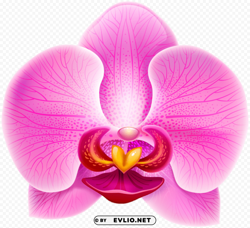 pink orchid PNG with transparent bg