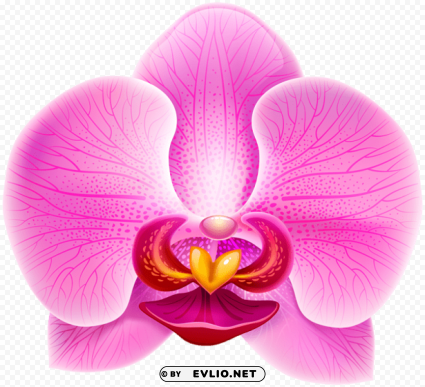 Pink Orchid PNG With Transparent Bg