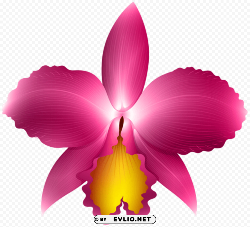 pink orchid Transparent PNG Isolated Object with Detail