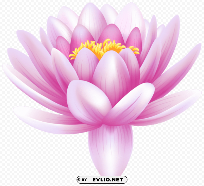 water lily transparent PNG graphics for free