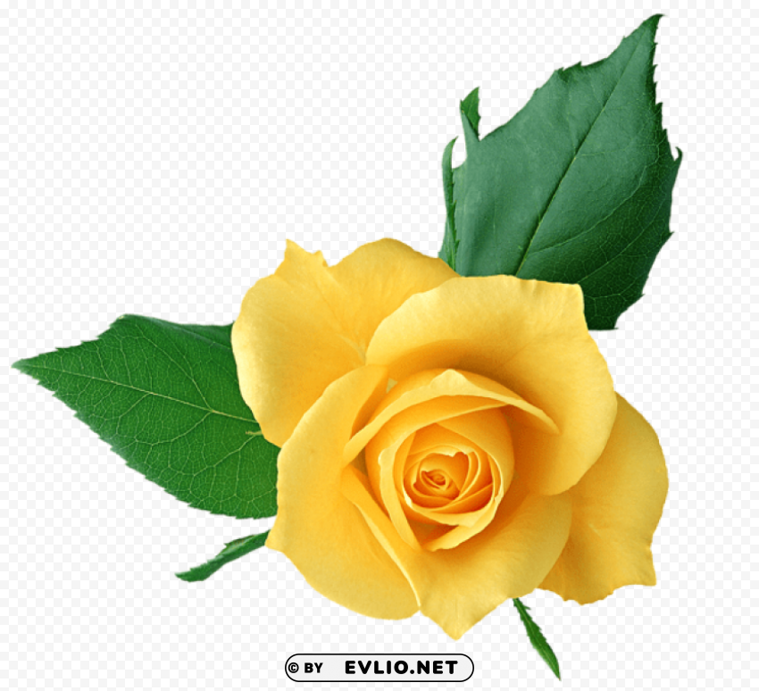 PNG image of yellow rose Isolated Object with Transparent Background PNG with a clear background - Image ID 9996602d