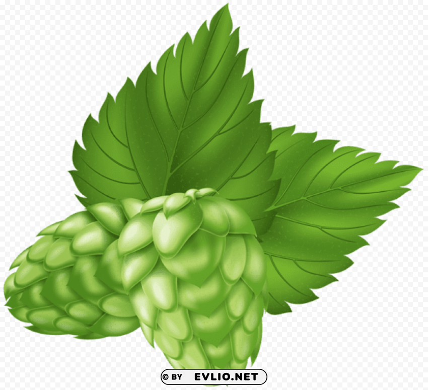 beer hops plant Isolated Character on Transparent Background PNG