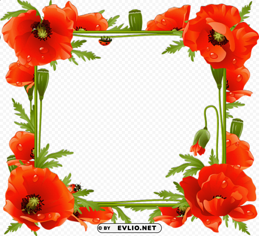 poppies transparent frame PNG no background free