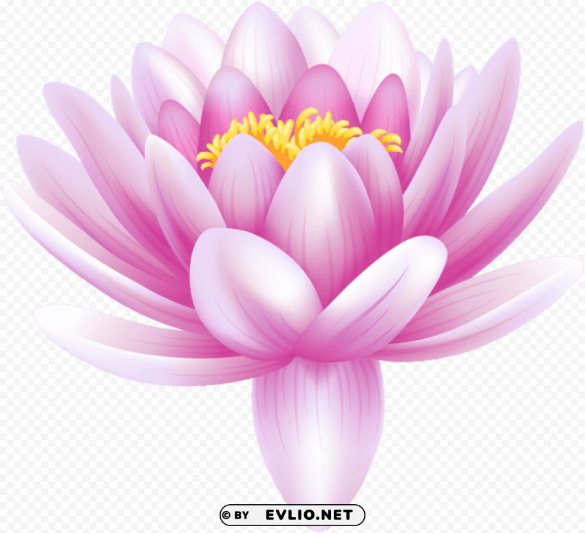 water lily flower Isolated Artwork on Transparent Background PNG