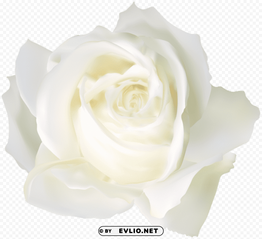 white rose PNG images with no background essential