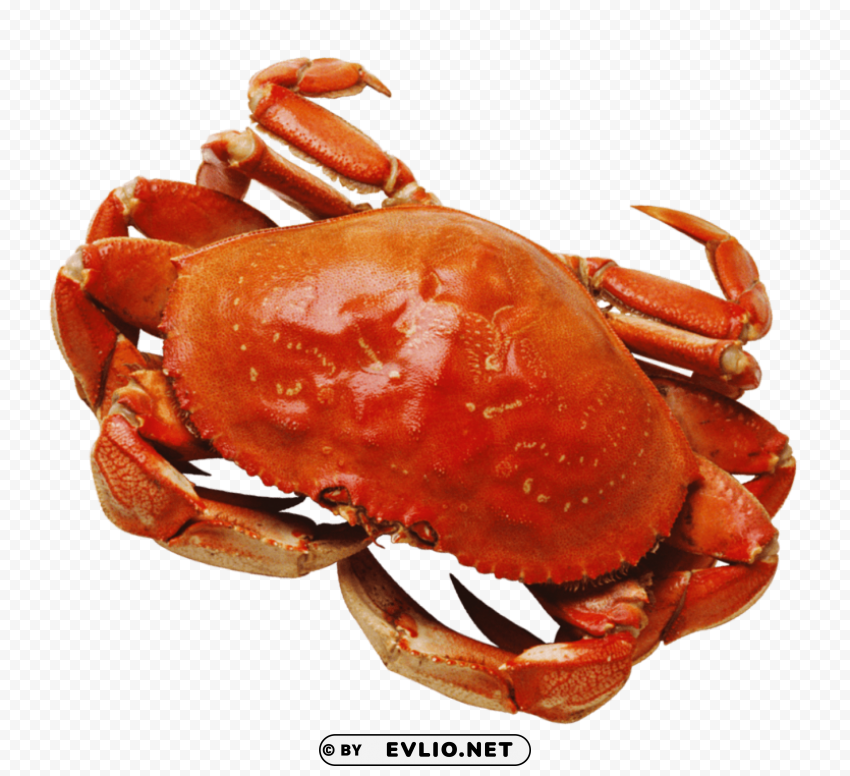 crab Isolated Character on Transparent Background PNG