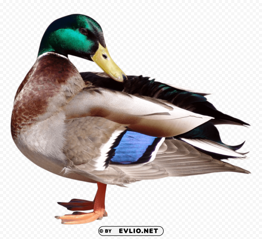 Duck PNG Transparent Graphics For Download