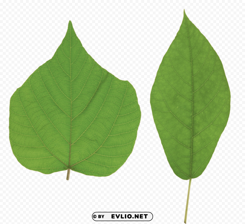 green leaves PNG transparent graphics for download