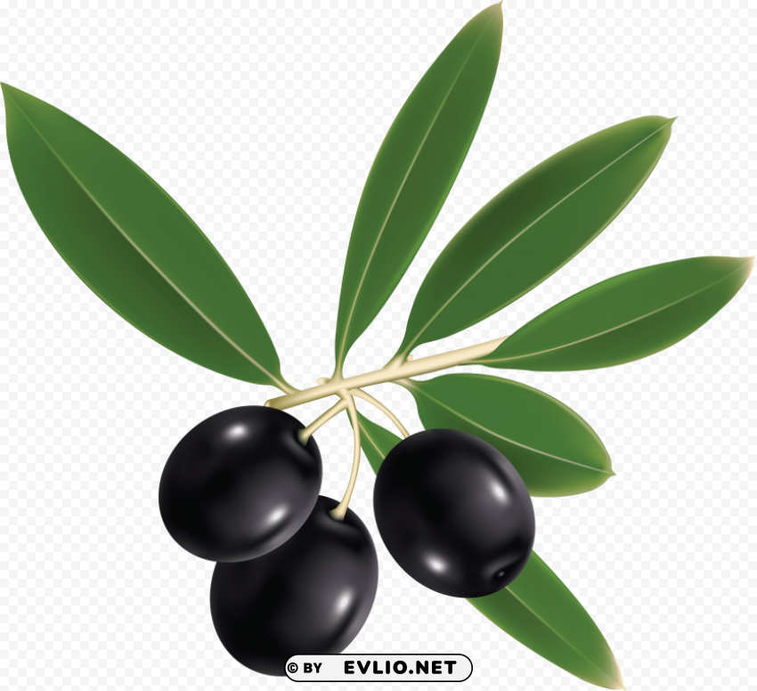 olives PNG files with no backdrop pack