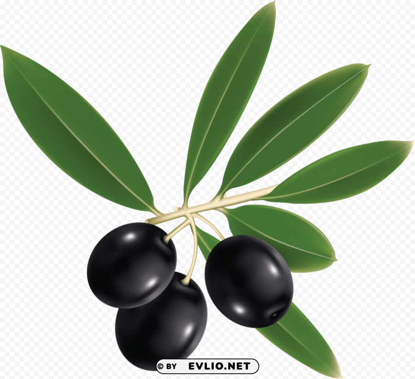 Olives PNG Files With No Backdrop Pack