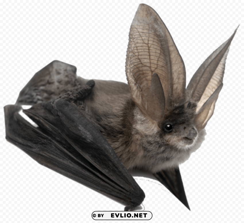 Silhouette Bat - High-Quality Images - Image ID 68d322f3 Isolated Element With Clear PNG Background