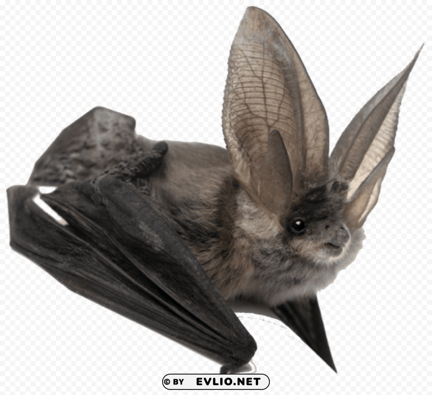 bat large ears PNG images with clear background