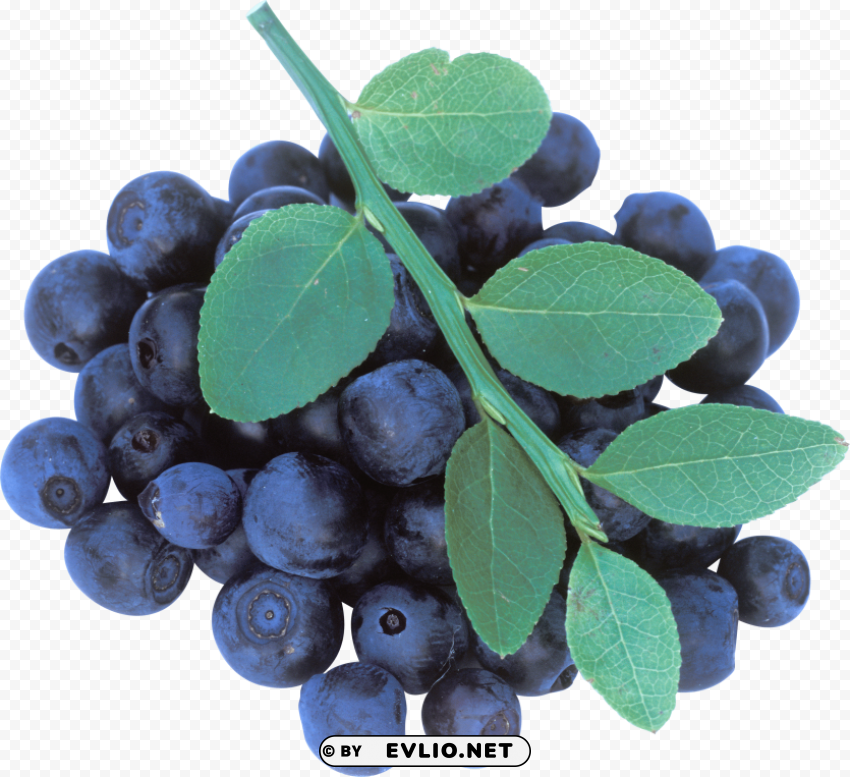 blueberrys with leaves Transparent Background PNG Isolated Item