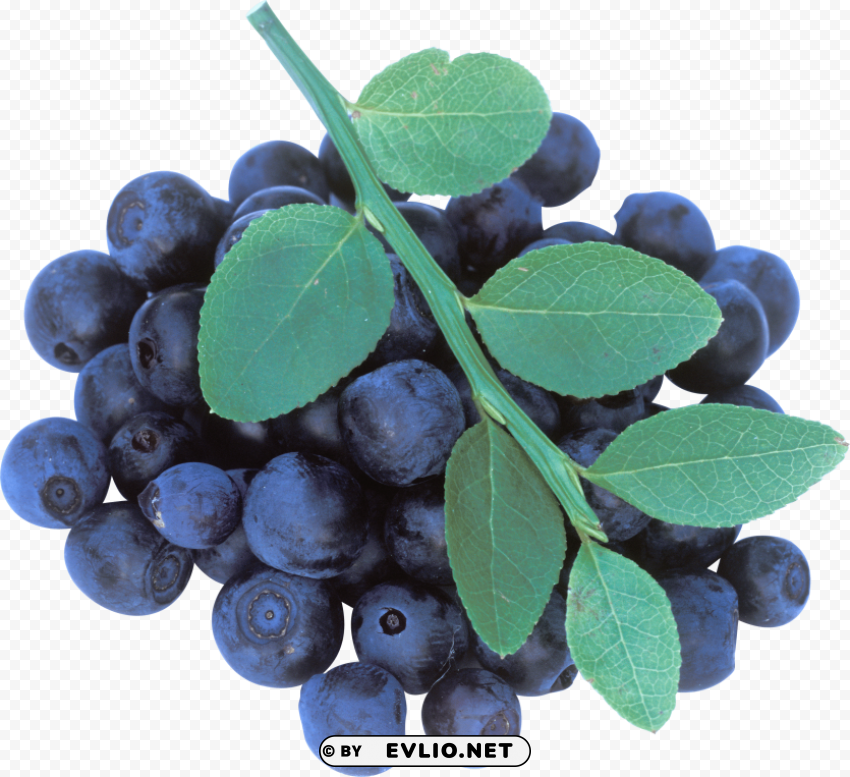 blueberrys with leaves Transparent Background PNG Isolated Item PNG images with transparent backgrounds - Image ID e77bb4d8