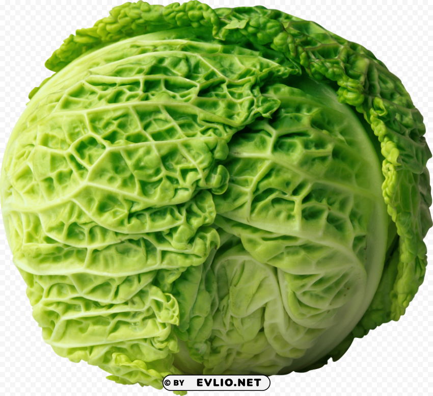 Cabbage Clear PNG File