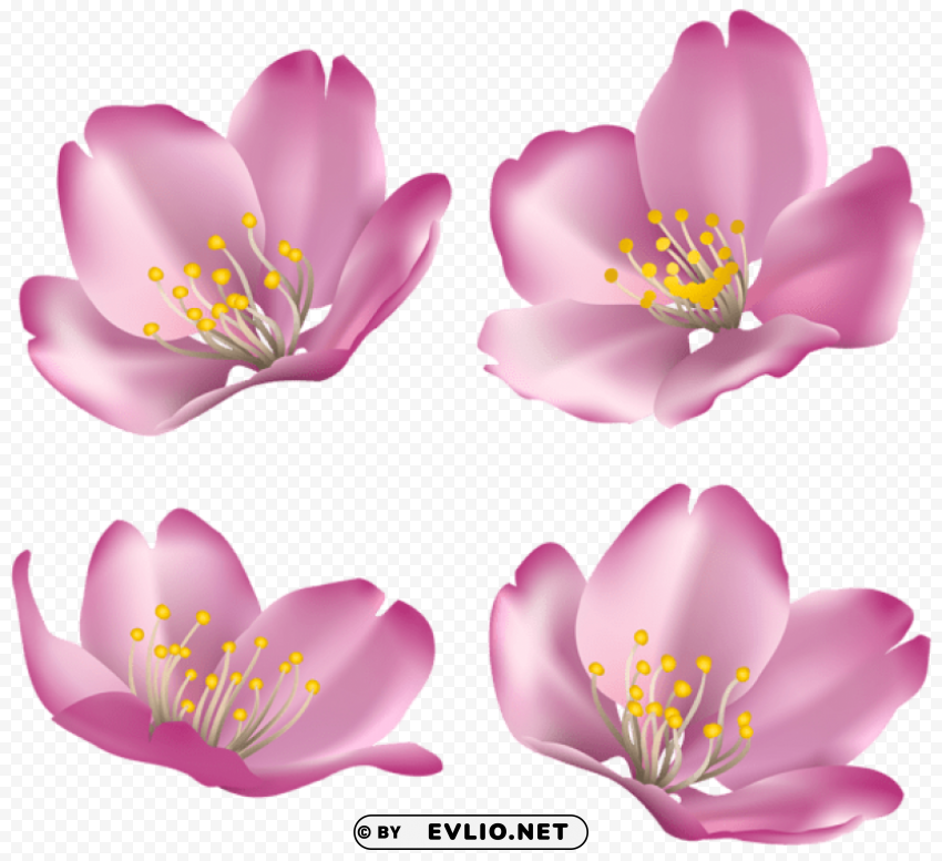 flowers for decoration PNG with no background required