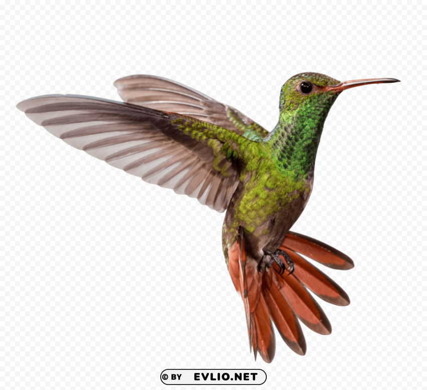 hummingbird pic PNG Isolated Subject on Transparent Background