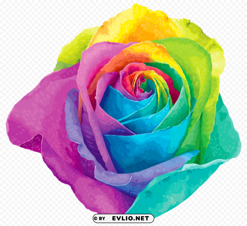 multlored rainbow rose Transparent background PNG artworks