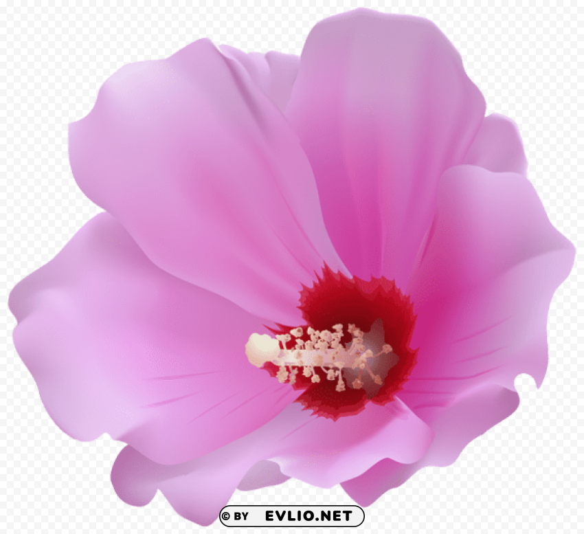 pink hibiscus Isolated Object on Transparent PNG