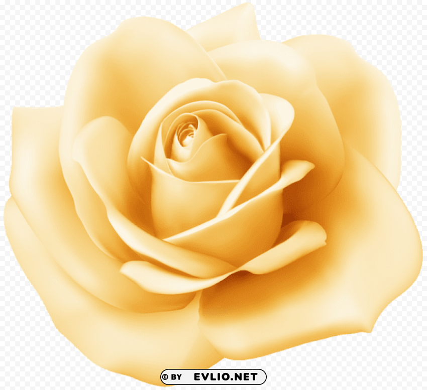 Yellow Rose PNG Transparent Images Extensive Collection