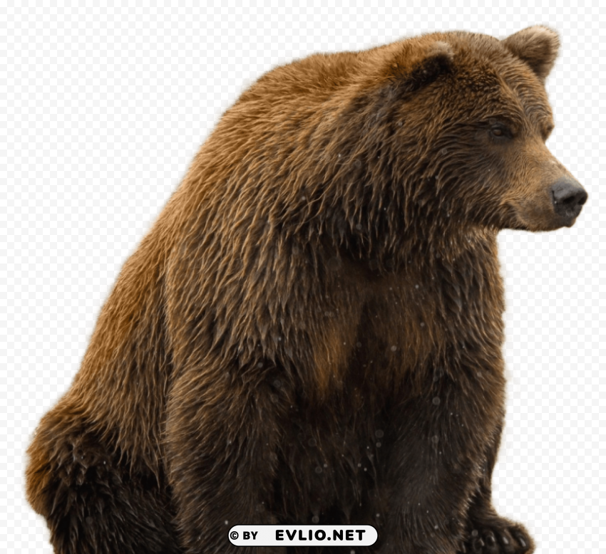 Bear Transparent background PNG images complete pack