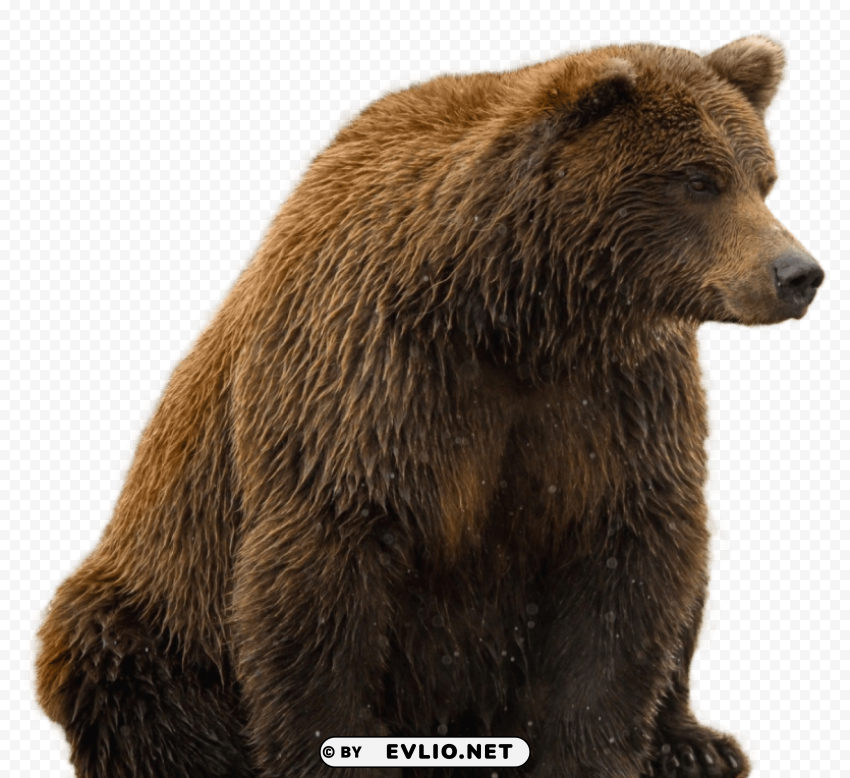 Bear Isolated Graphic On Clear PNG