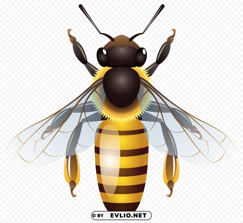 bee PNG free download transparent background clipart png photo - 7a99c54b