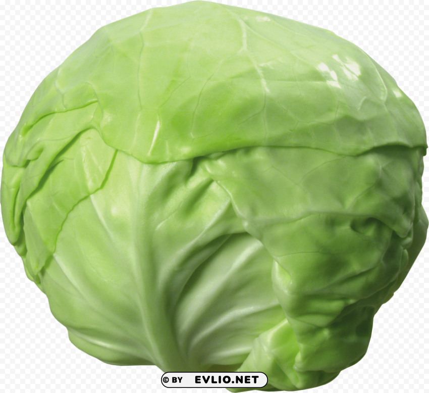 cabbage Isolated Artwork on Transparent Background PNG
