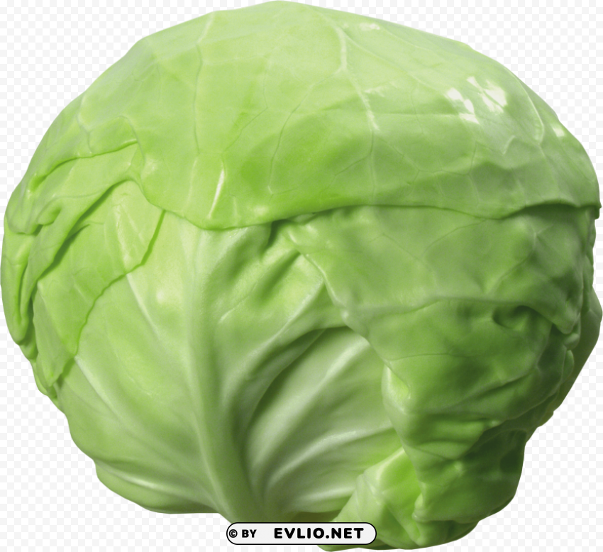 cabbage Isolated Artwork on Transparent Background PNG PNG images with transparent backgrounds - Image ID 640cc9ba