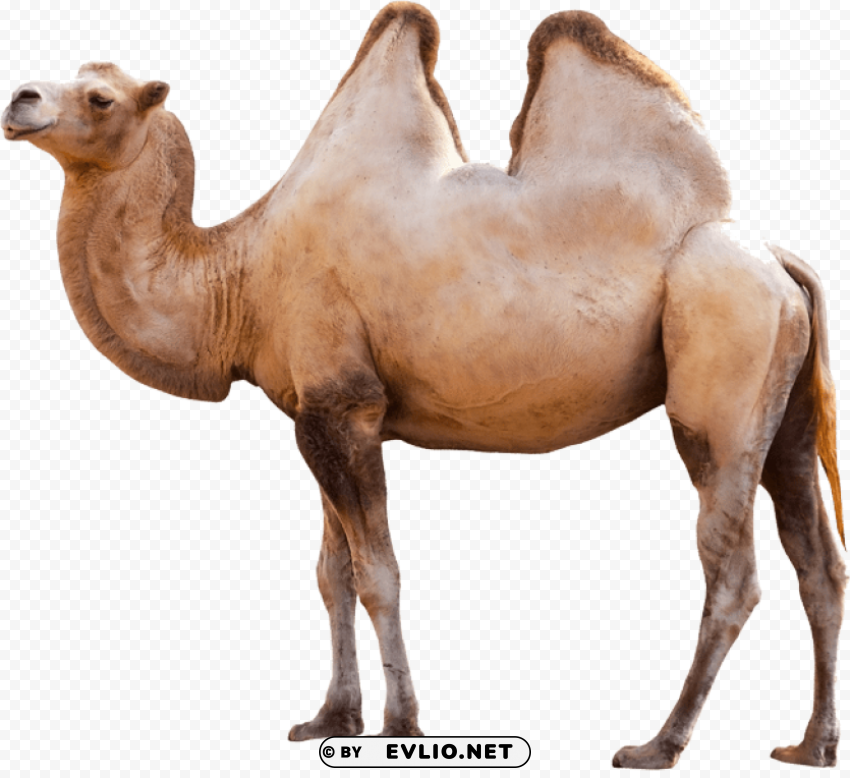 camel Isolated Subject on HighQuality PNG