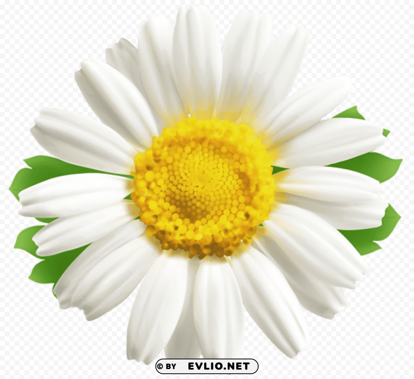 daisy PNG Graphic with Clear Isolation