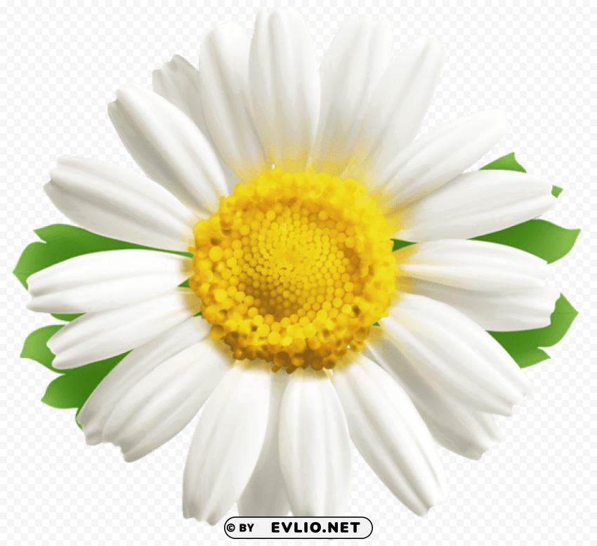 Daisy PNG Graphic With Clear Isolation