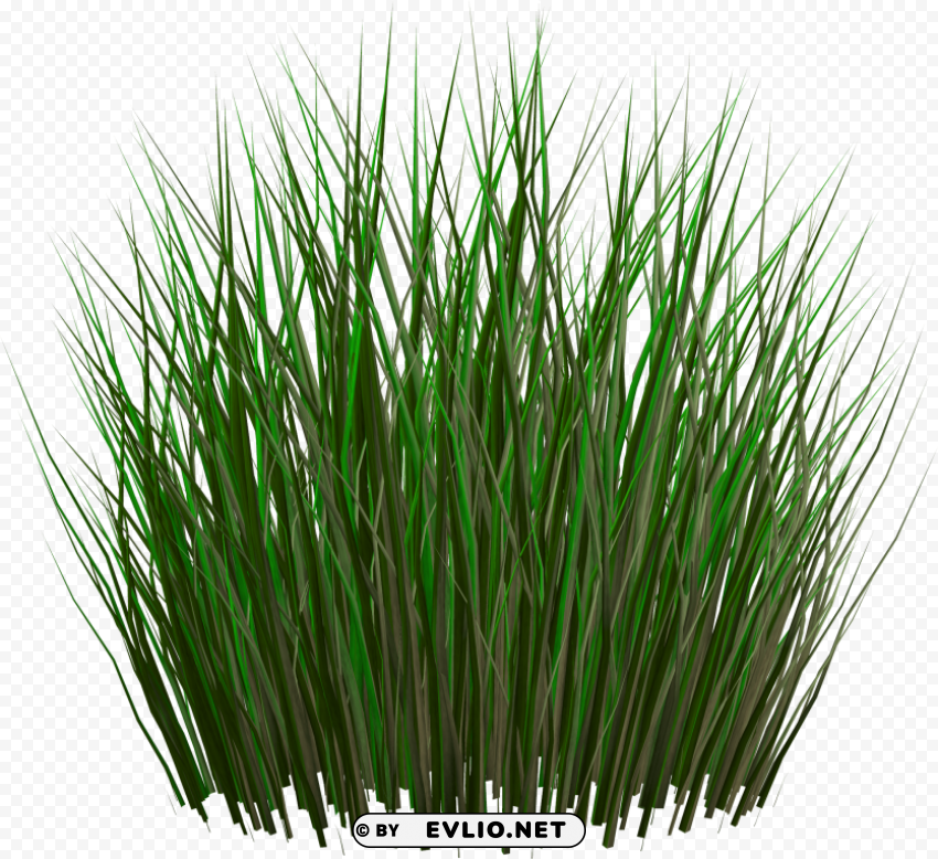 grass Isolated Artwork in HighResolution PNG