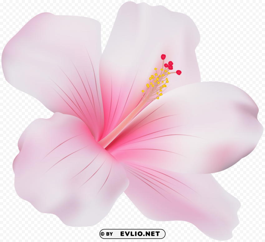 pink hibiscus PNG images with no background needed