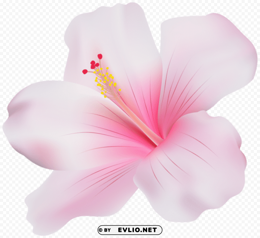 pink hibiscus Isolated Item with Transparent PNG Background