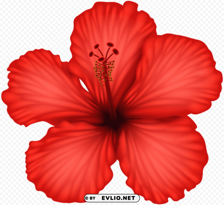 red hibiscus PNG picture