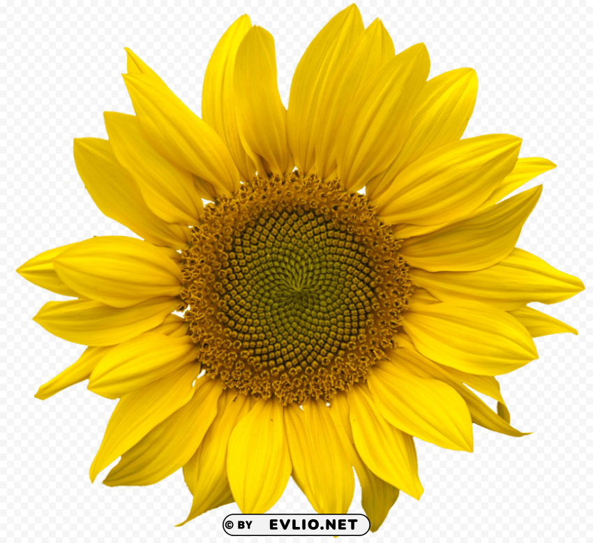 sunflower PNG Image with Transparent Background Isolation
