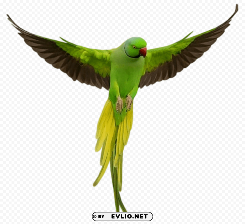 transparent green parrot Free download PNG images with alpha channel diversity