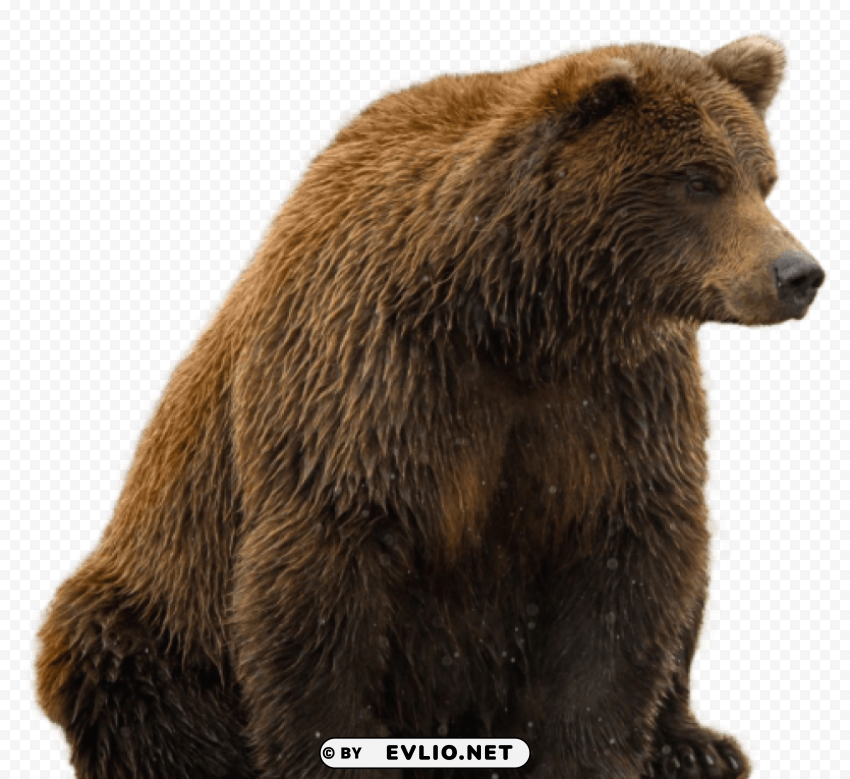 bear Isolated Graphic on Clear PNG