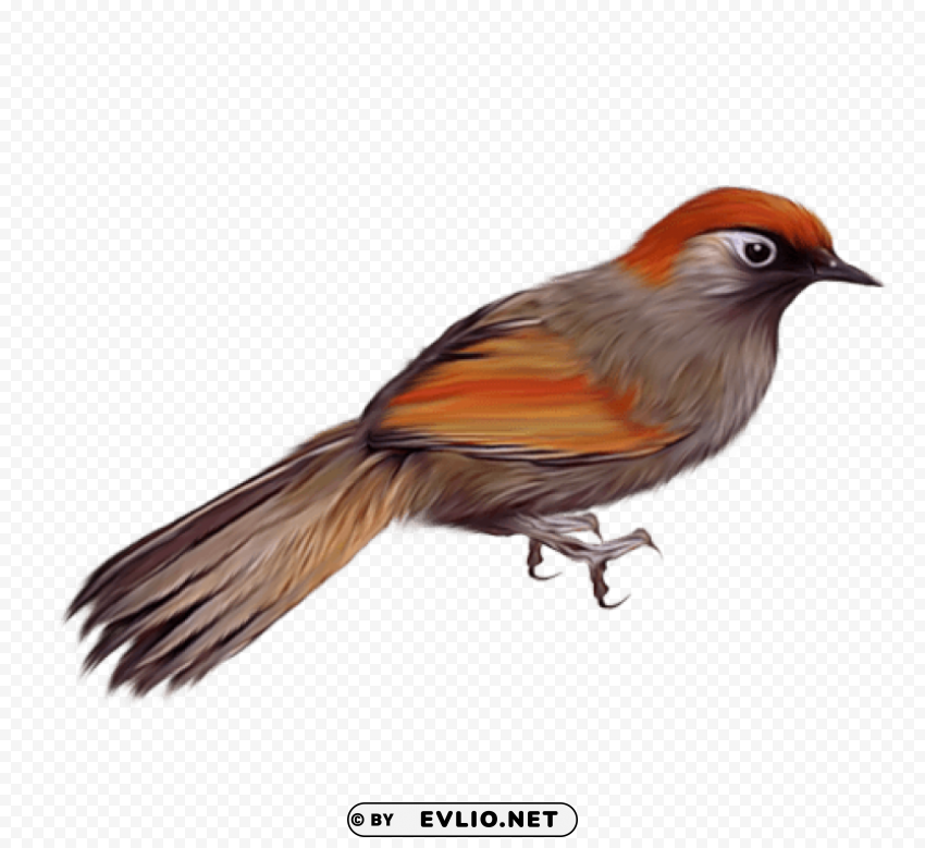 birds PNG high resolution free