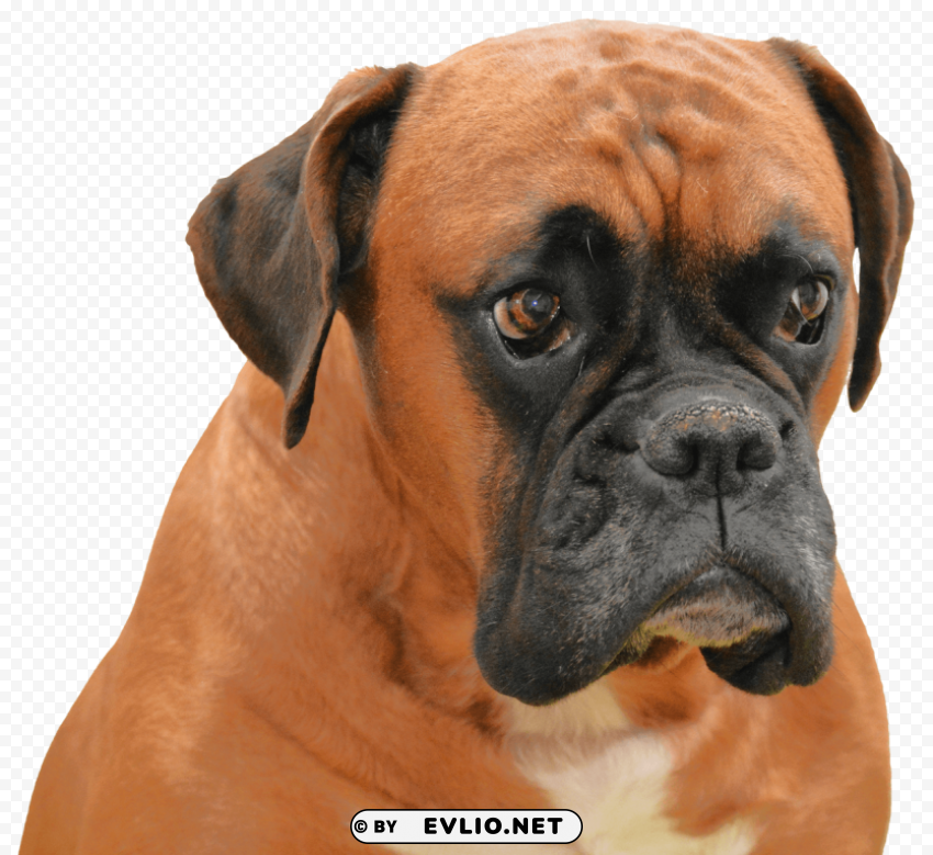 Boxer Dog PNG with no bg png images background - Image ID 70417c45