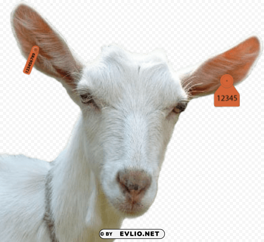 goat HD transparent PNG