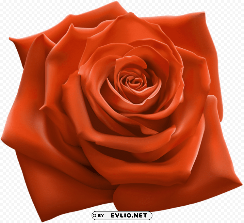 Orange Rose Transparent PNG Isolated Subject