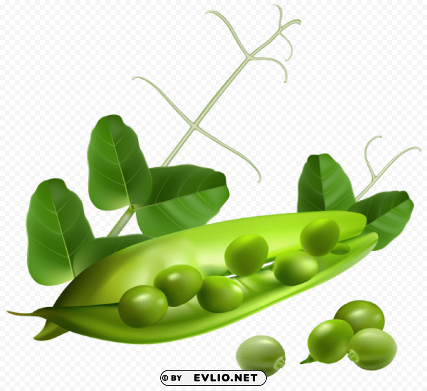 pea pod HighResolution PNG Isolated Artwork