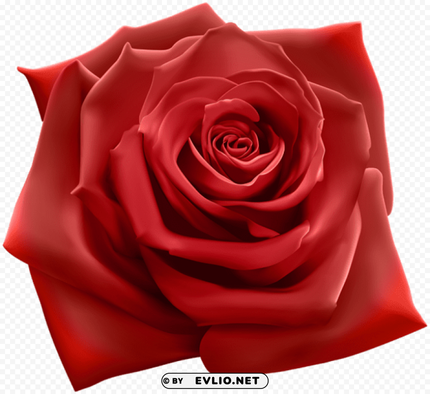 red rose Transparent PNG Isolated Item